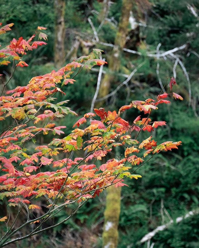 Use Vine Maple As A Small Native Tree
