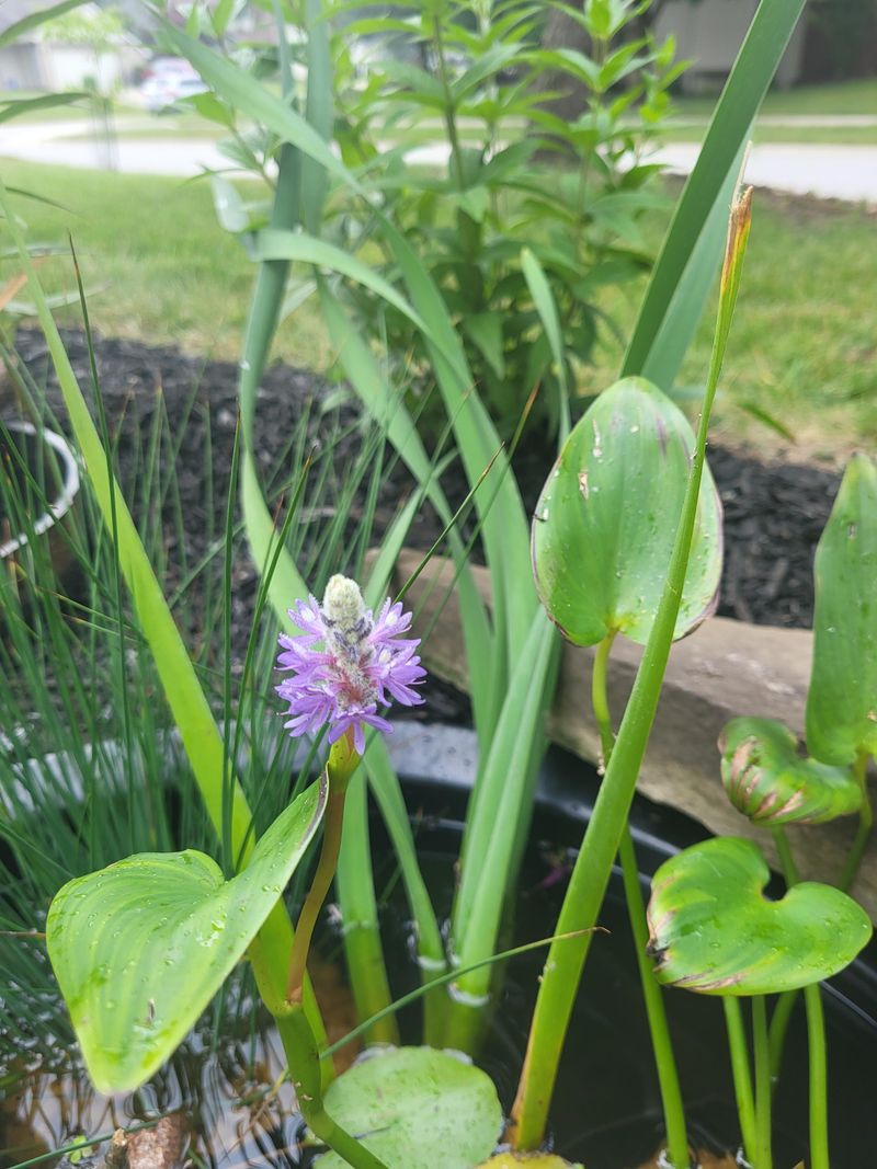 Use Violet Spikes As Dragonfly Perches Use Violet Spikes As Dragonfly Perches
