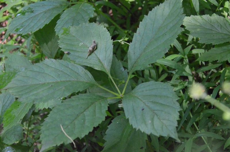 Use Virginia Creeper Where Arizona Runs Cooler