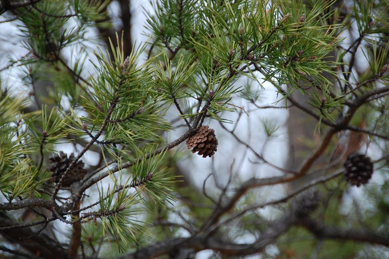 Use Virginia Pine On Dry, Difficult Ground Use Virginia Pine On Dry, Difficult Ground