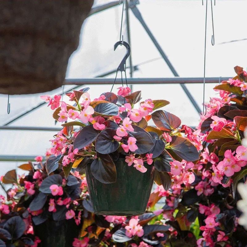 Use Wax Begonia For Steady Color Use Wax Begonia For Steady Color