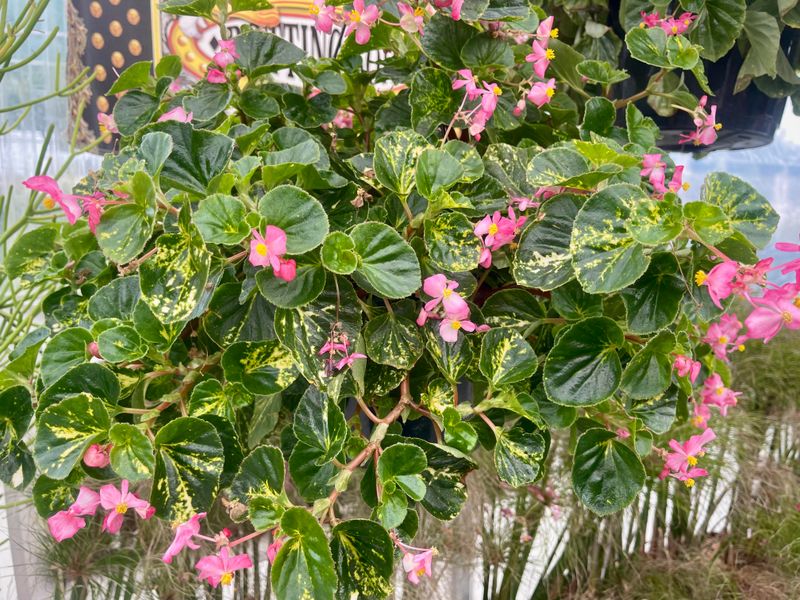 Use Wax Begonias For Reliable Container Color