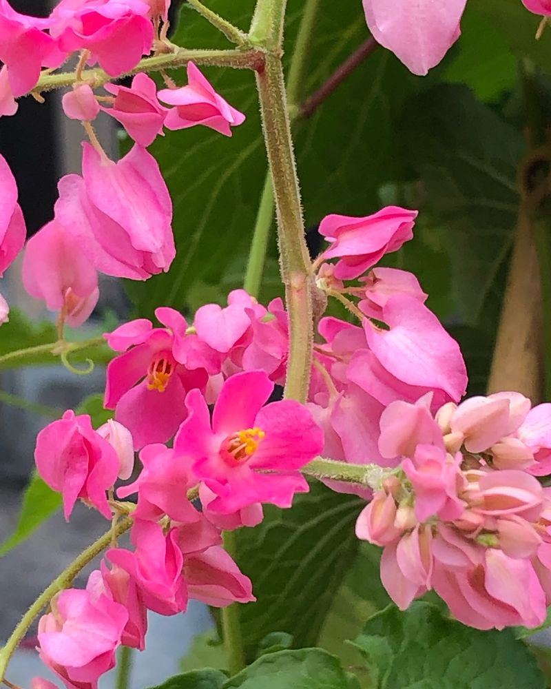 Use Well-Drained Soil Around The Roots