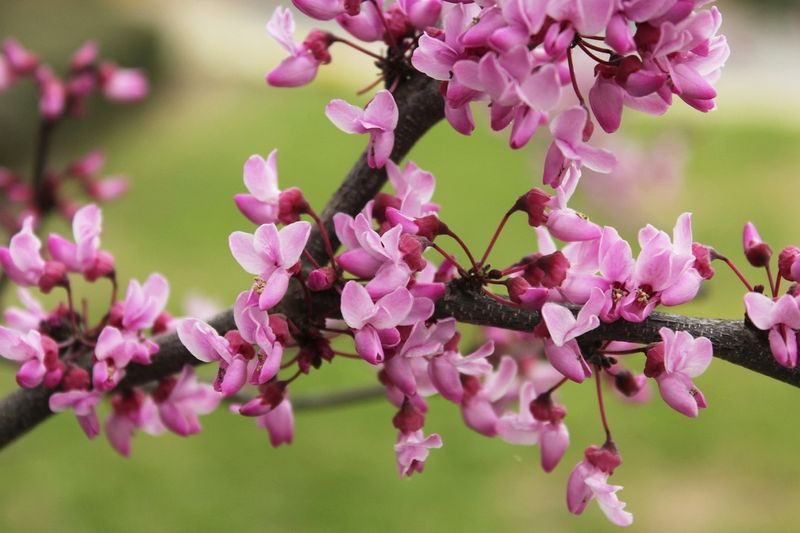 Use Western Redbud For Seasonal Color