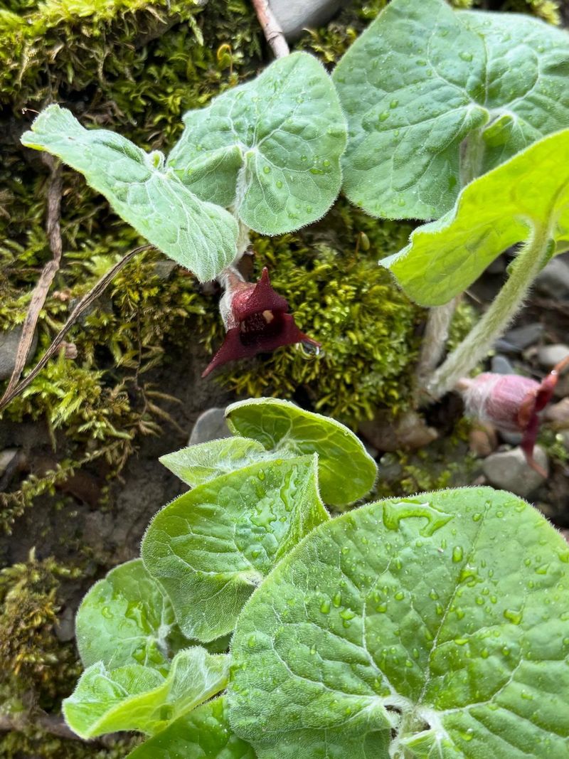 Use Wild Ginger Beneath Trees