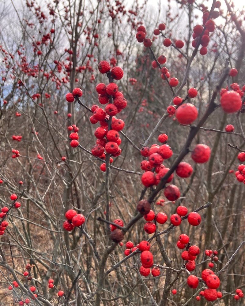 Use Winterberry For Bright Winter Fruit