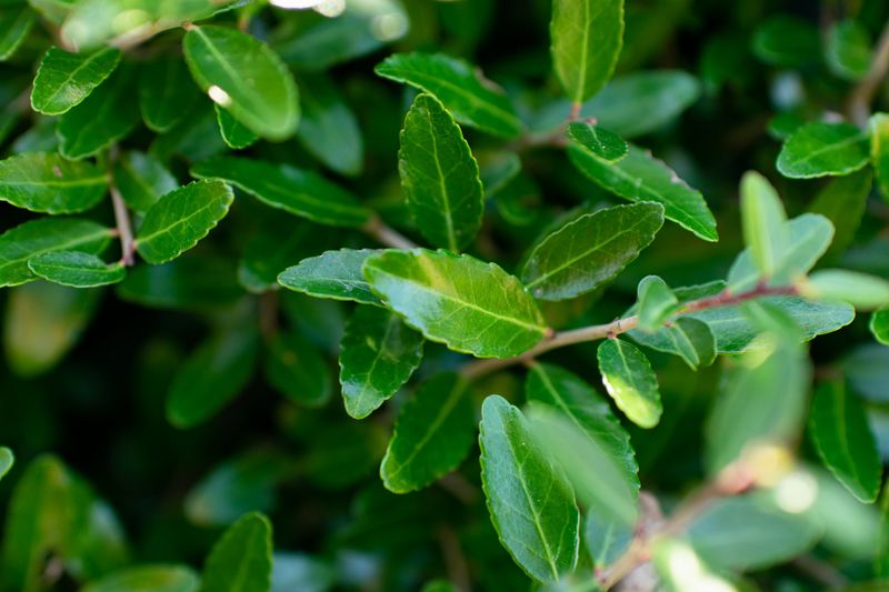 Use Yaupon Holly For Dense Native Structure