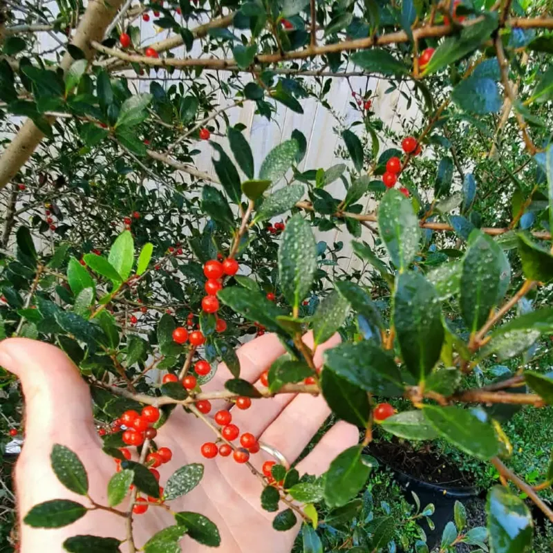 Use Yaupon Holly For Evergreen Privacy