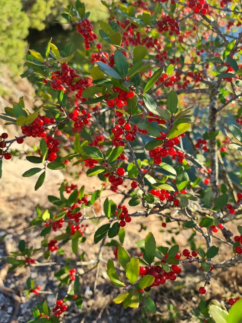 Use Yaupon Holly For Narrow Screens Use Yaupon Holly For Narrow Screens