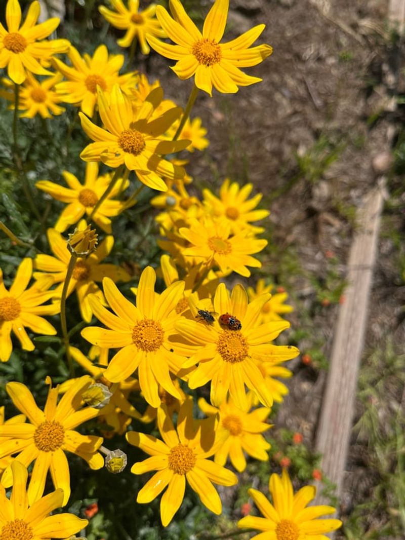 Use Yellow Blooms For Summer Color Use Yellow Blooms For Summer Color