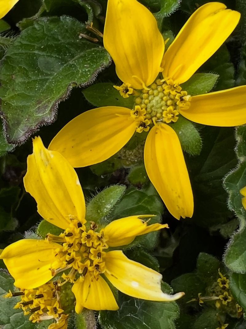 Use Yellow Blooms To Feed Pollinators