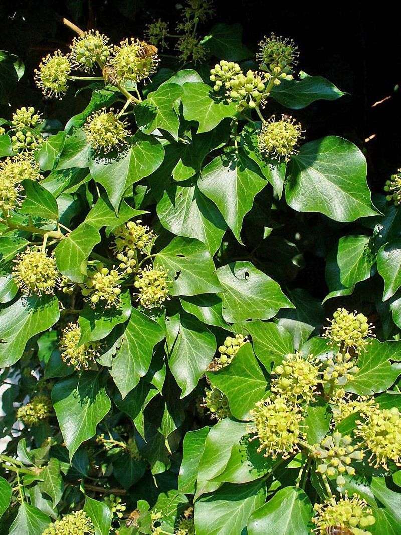 Use the Leaves and Stems Before You Treat Use the Leaves and Stems Before You Treat