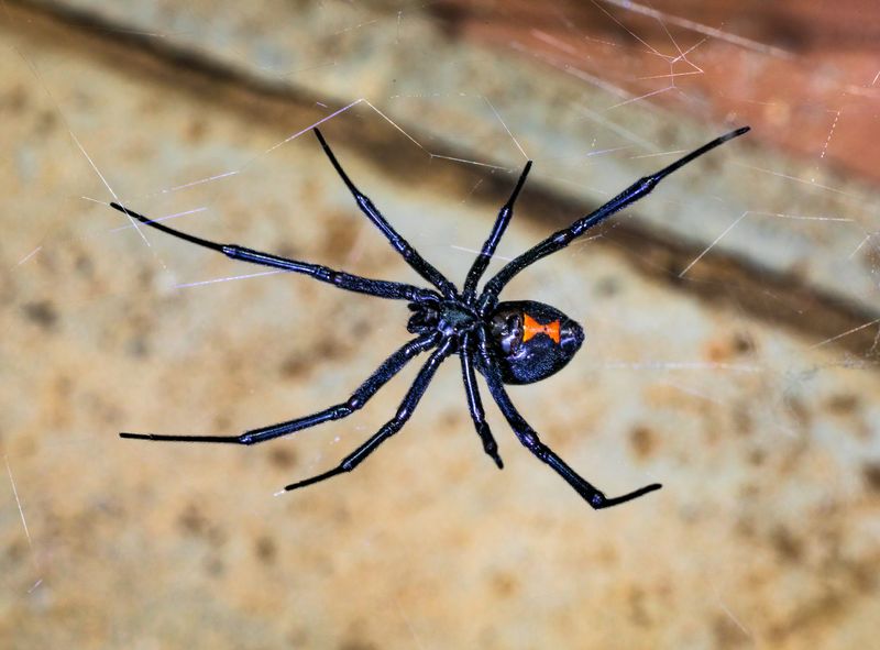 Using Bright Lights That Bring In Spider Snacks Using Bright Lights That Bring In Spider Snacks