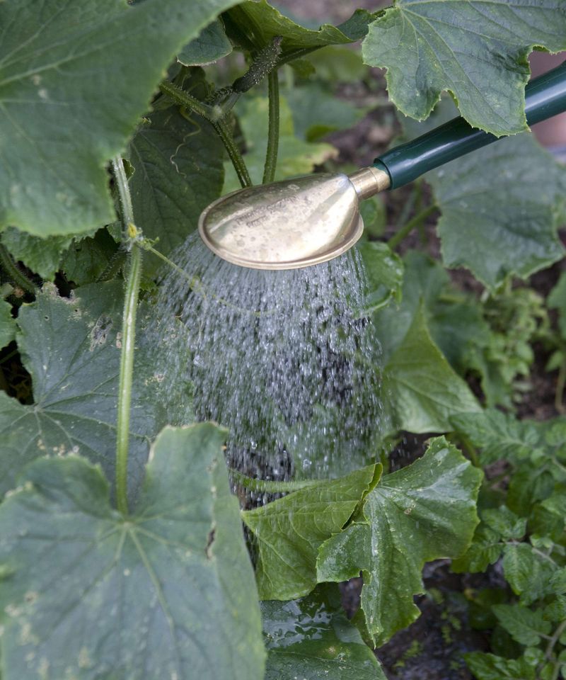 Using Cold Water On Heat-Stressed Plants