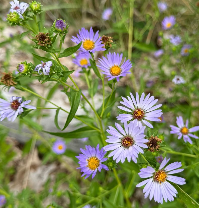 Using Douglas Aster For A Big Fall Pollinator Draw