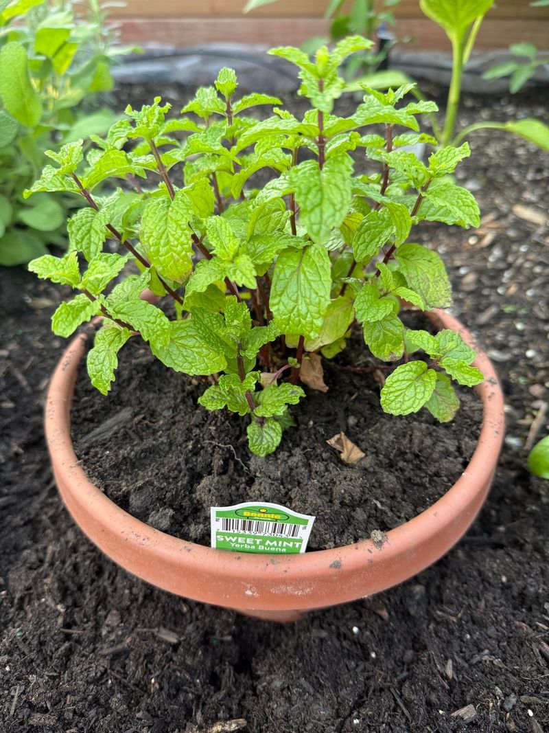 Using Minty Scents Around Sheds And Fences Using Minty Scents Around Sheds And Fences