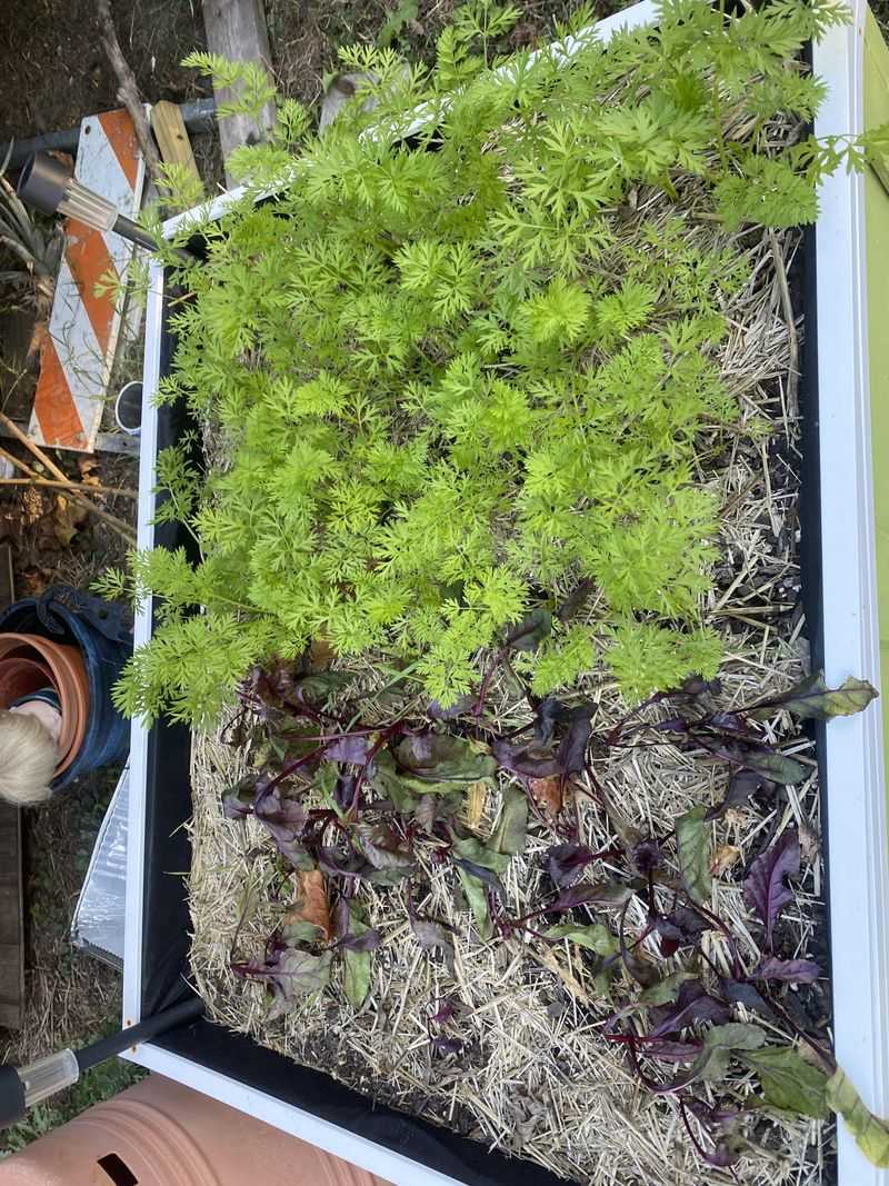 Using One Ohio Date Misses Local Frost