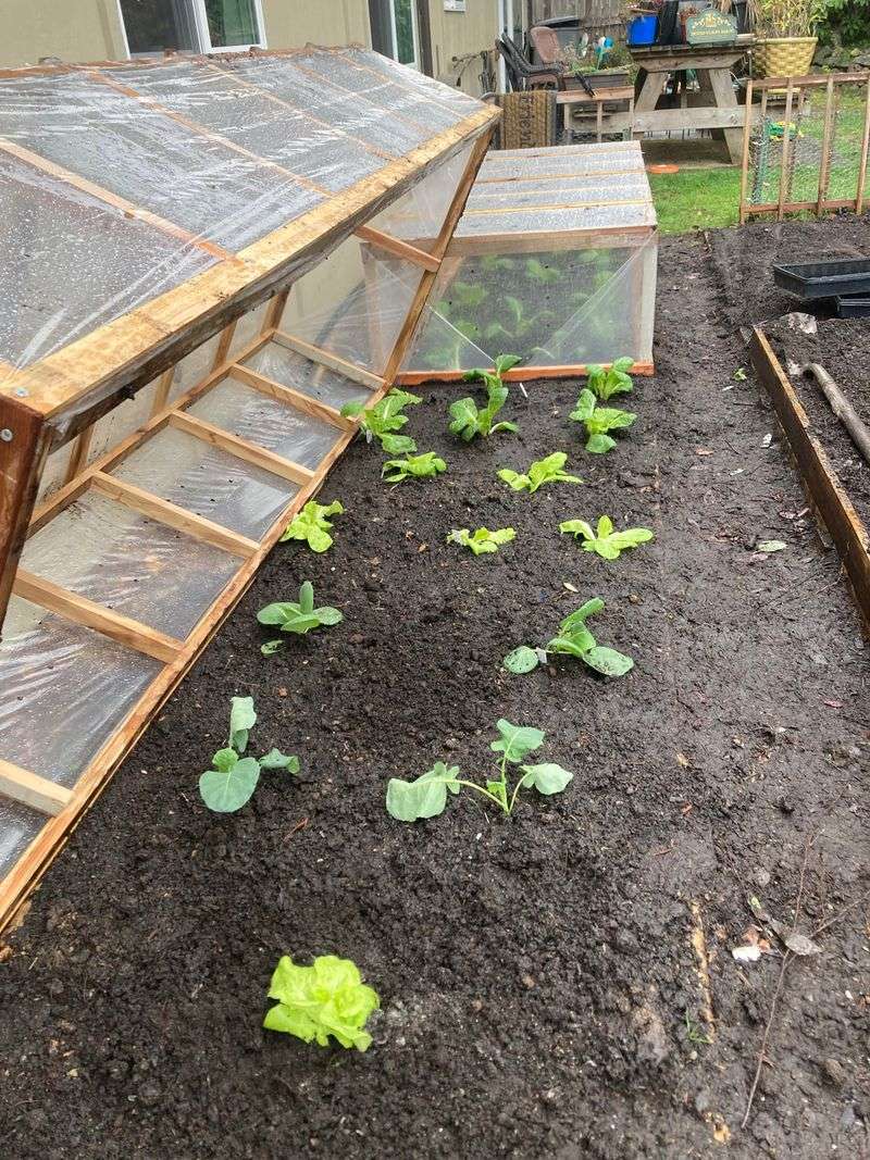 Using Seeds When Transplants Make More Sense