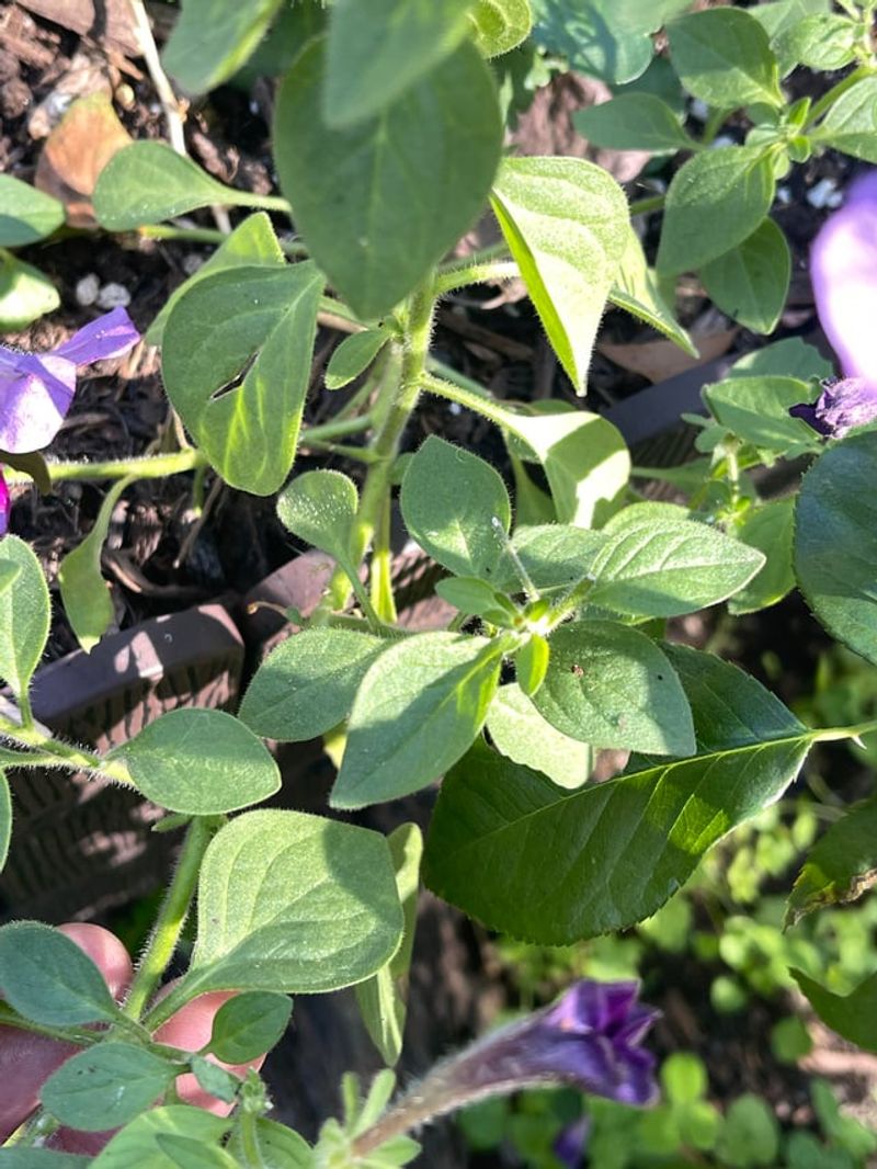 Using The Wrong Ratio Fertilizer Slows Bud Formation Using The Wrong Ratio Fertilizer Slows Bud Formation