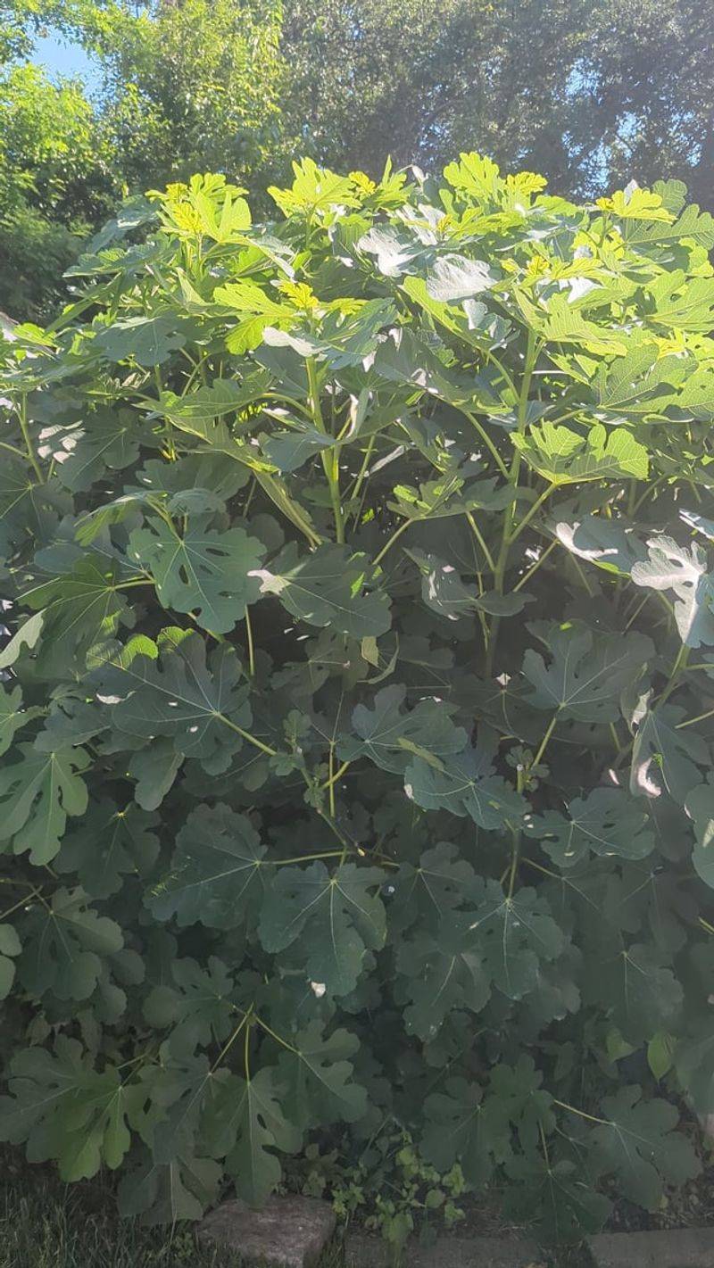 Using Too Much Nitrogen And Getting Leaves Instead Of Fruit