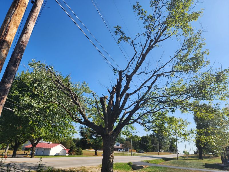 Utility Crews May Trim Trees You Let Grow Too Close Utility Crews May Trim Trees You Let Grow Too Close