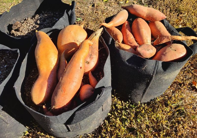 Vardaman Sweet Potatoes Suit Compact Garden Spaces Vardaman Sweet Potatoes Suit Compact Garden Spaces