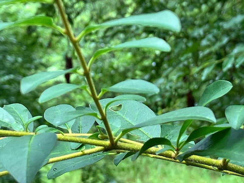 Variegated Chinese Privet Risks Losing Its Legal Exemption