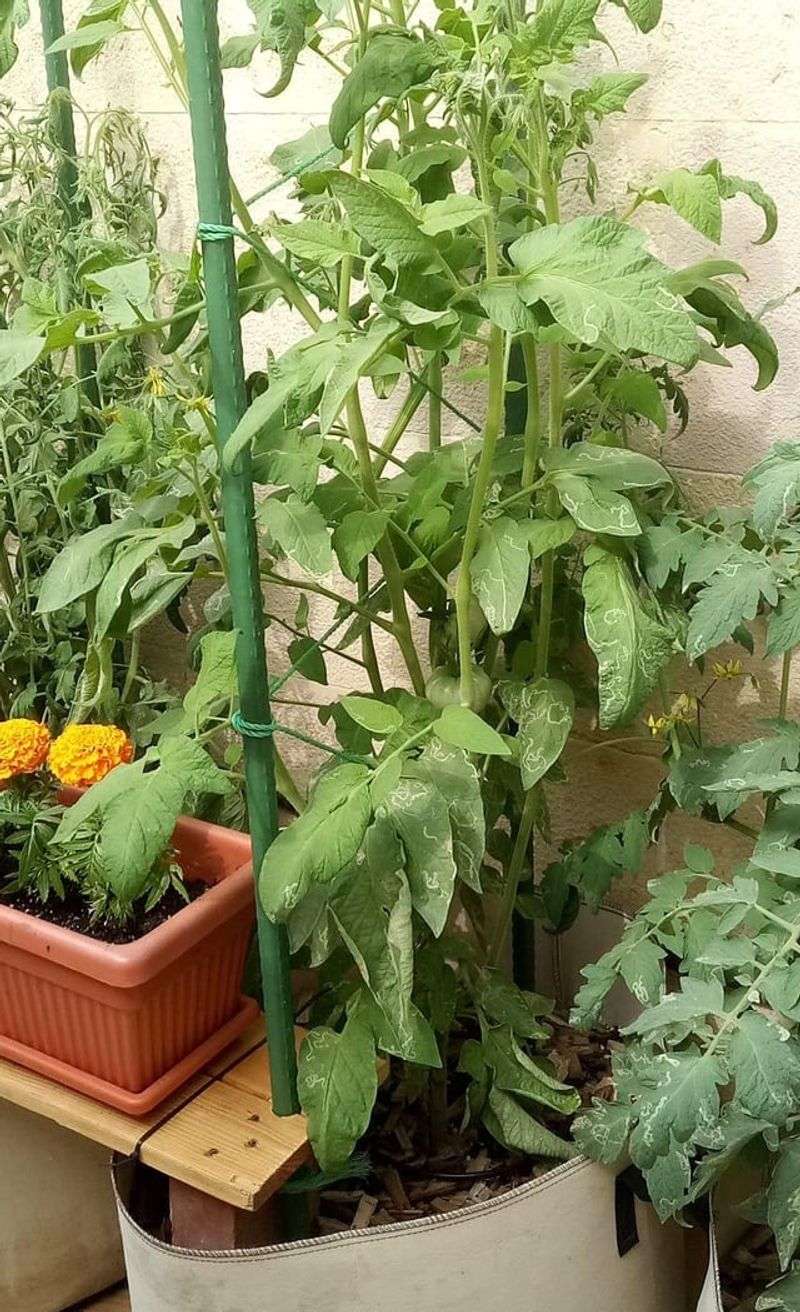 Varieties That Naturally Take Longer To Ripen