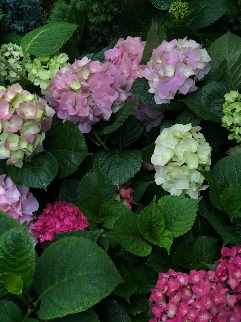 Variety Differences Mean Different Care Needs