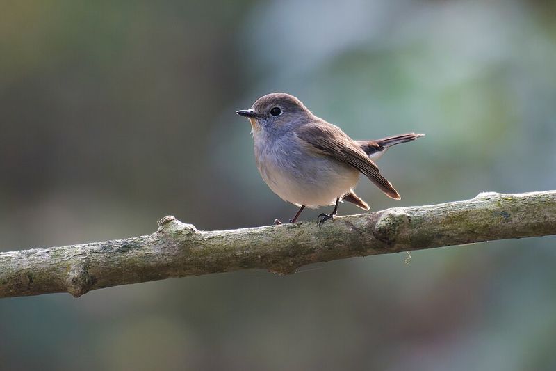 Various Flycatcher Species