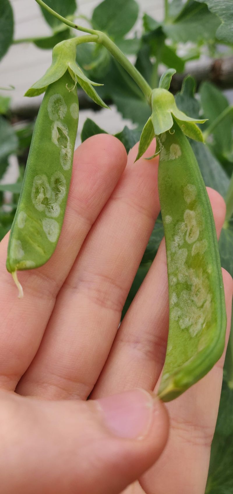 Vegetable Crops Most At Risk From This Insect Vegetable Crops Most At Risk From This Insect