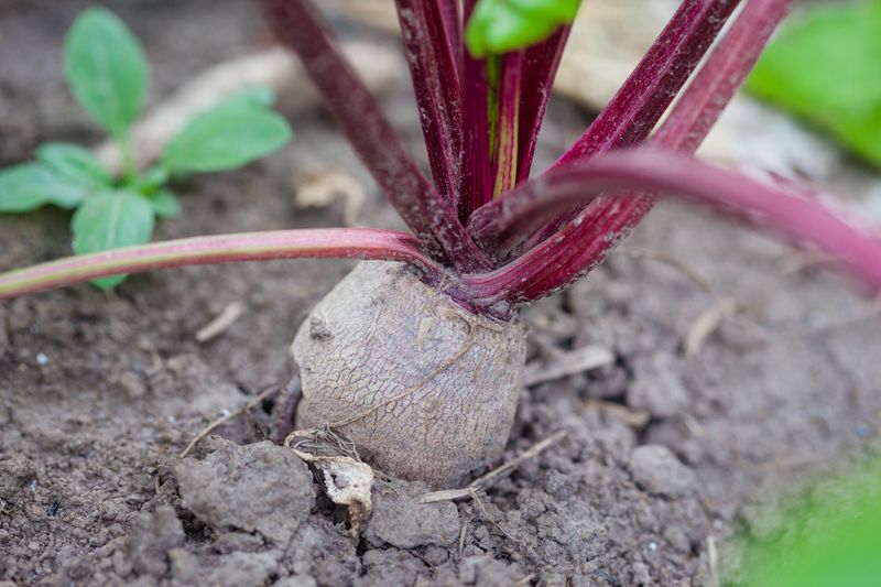 Vegetables And Bulbs Disappear Without Warning Vegetables And Bulbs Disappear Without Warning