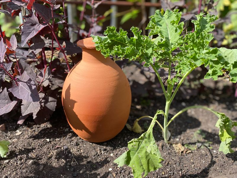 Vegetables Grow Better With Steady Moisture Vegetables Grow Better With Steady Moisture