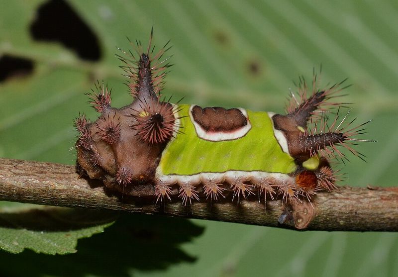 Venomous Spines Trigger Welts And Swelling