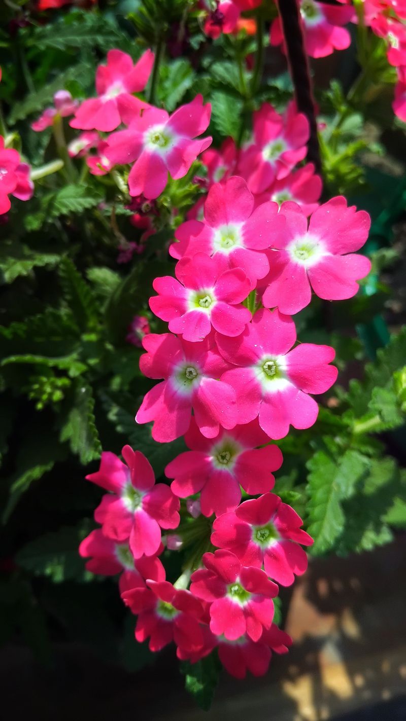 Verbena Verbena