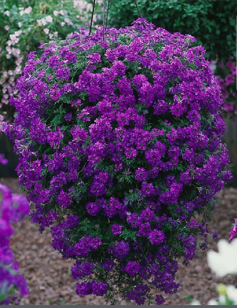 Verbena Spilling Over Pots And Loving The Heat Verbena Spilling Over Pots And Loving The Heat