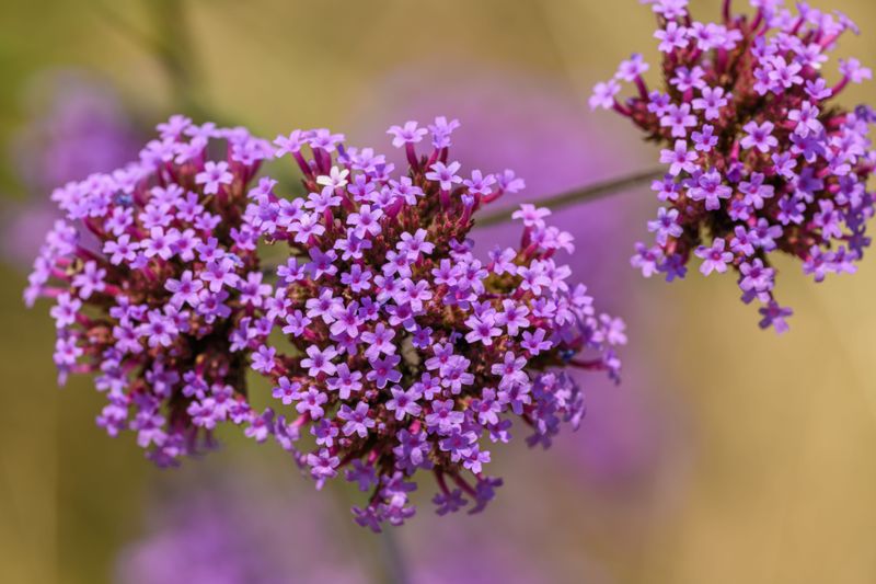 Verbena Verbena