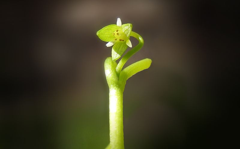 Vermont's False Mermaid-Weed Is A Tiny Comeback Story Vermont's False Mermaid-Weed Is A Tiny Comeback Story
