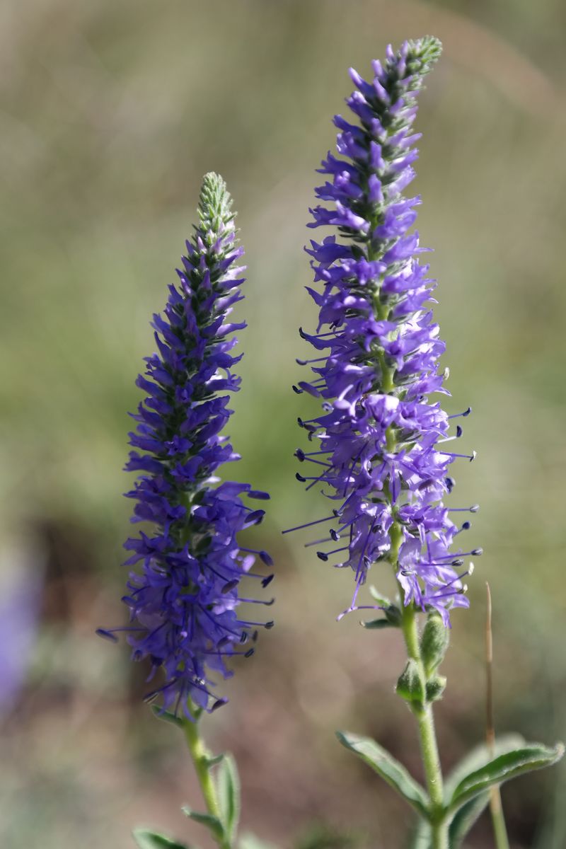 Veronica Flowers Again Following A Late-Summer Trim Veronica Flowers Again Following A Late-Summer Trim