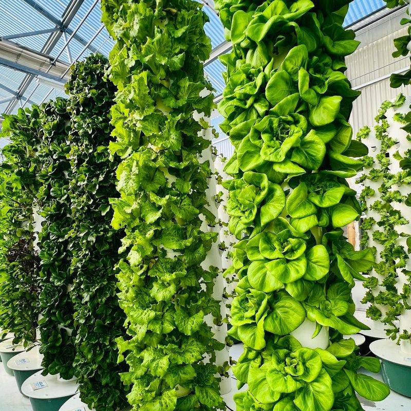 Vertical Growing Makes Better Use Of Limited Space Vertical Growing Makes Better Use Of Limited Space