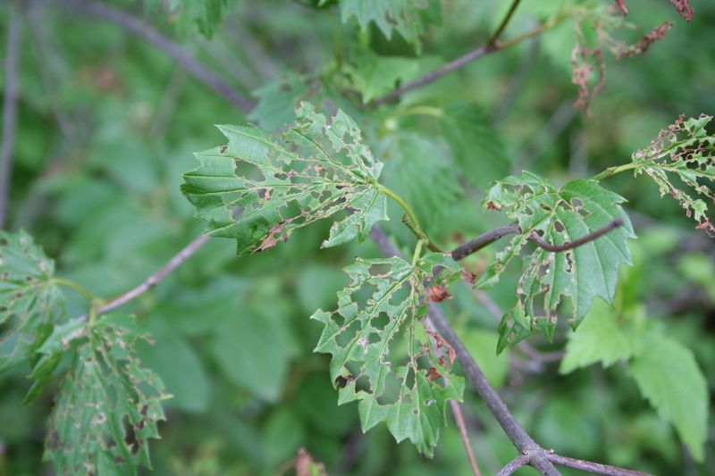 Viburnum Varieties More Susceptible To Beetle Damage Viburnum Varieties More Susceptible To Beetle Damage