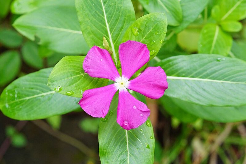 Vinca Holds Its Color Through Steamy Afternoons