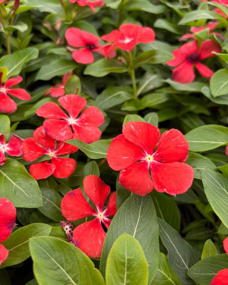 Vinca Stays Bright Through Long Blazing Afternoons