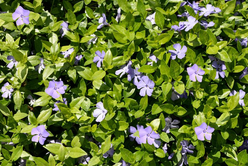 Vinca Vinca