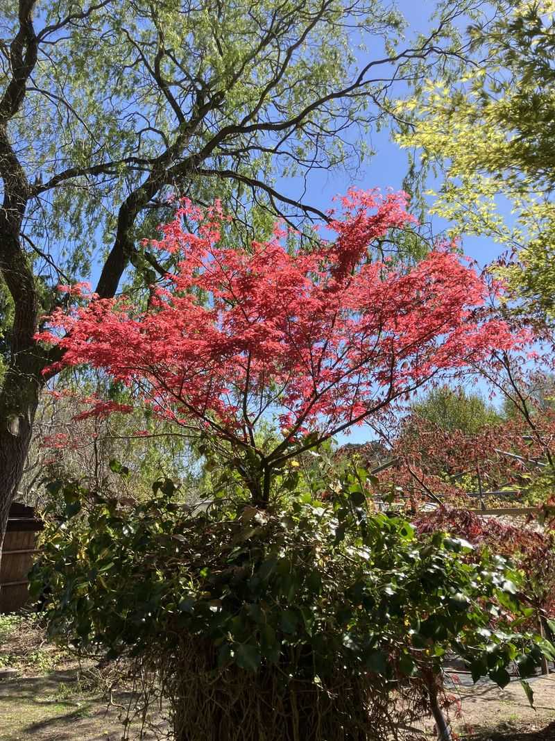Vine Maple Fits Naturally Into Compact Oregon Gardens Vine Maple Fits Naturally Into Compact Oregon Gardens