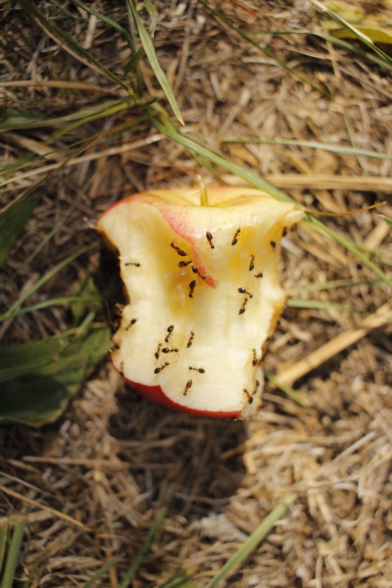 Vinegar Naturally Deters Ants And Crawling Insects Vinegar Naturally Deters Ants And Crawling Insects