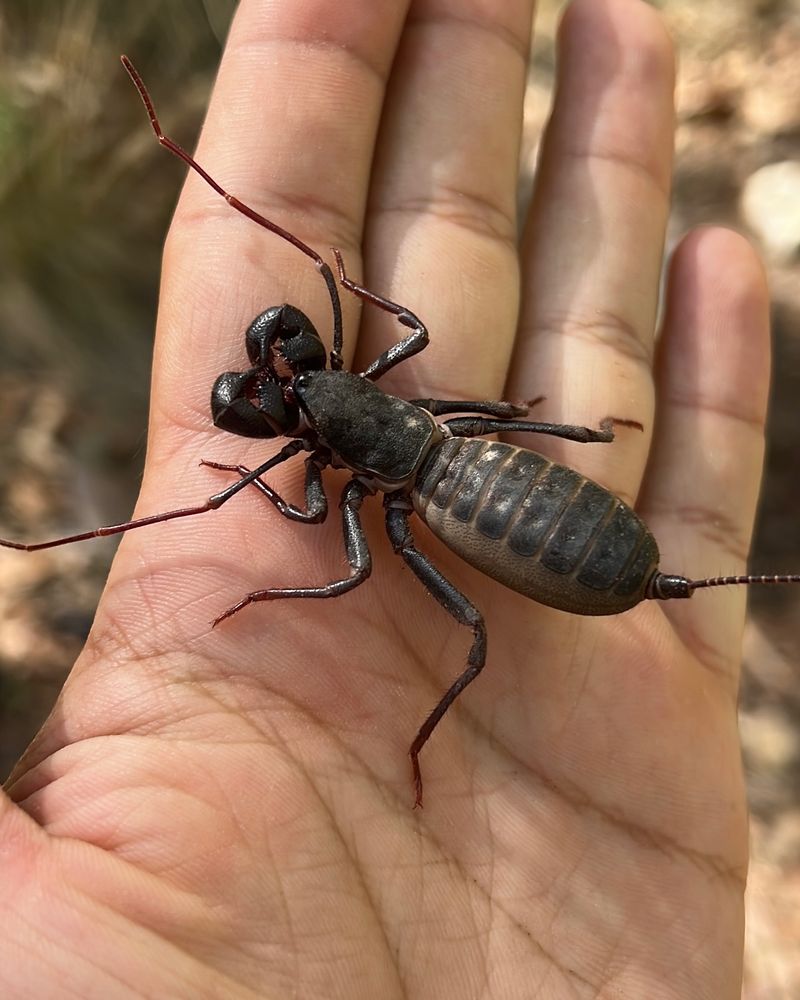 Vinegaroons Are Not Venomous