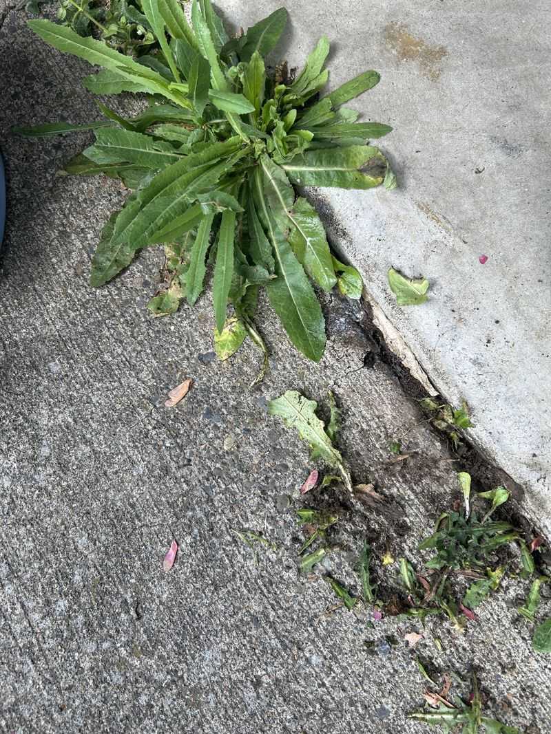 Vinegar's Acetic Acid Draws Moisture Out Of Weeds Vinegar's Acetic Acid Draws Moisture Out Of Weeds