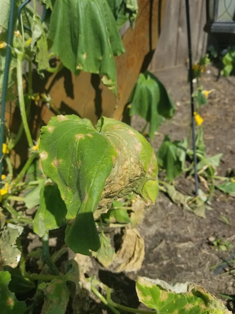 Vines Lose Leaf Cover Fast
