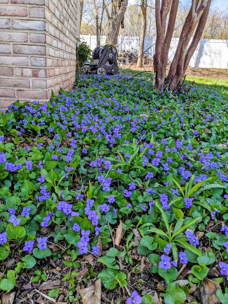Violas Filling Bare Soil With Color And Foliage